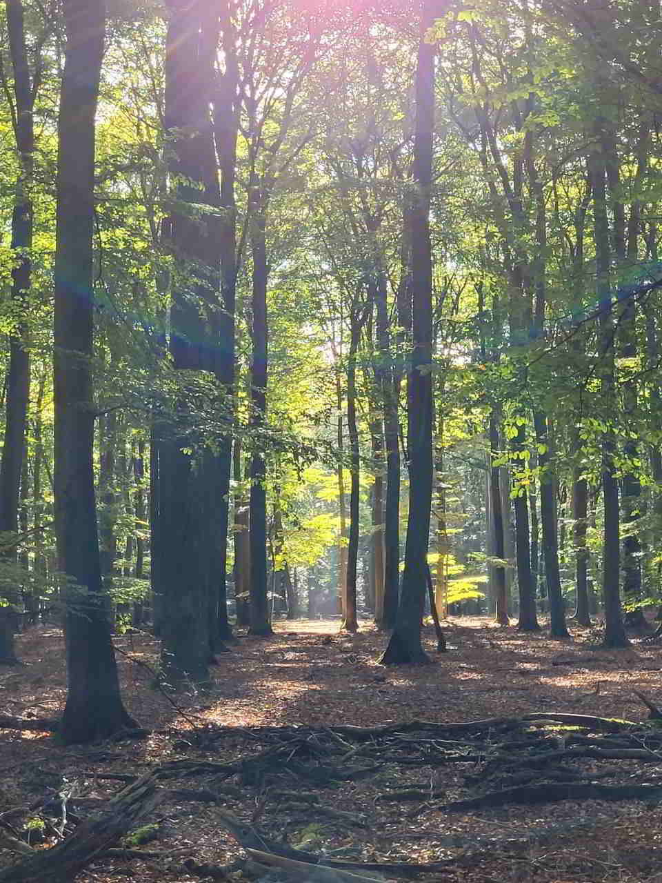 Naturwald Weichel bei Rotenburg Wümme